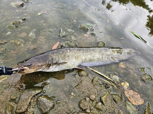 ニホンナマズの釣果