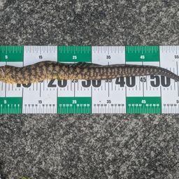 ウツボ