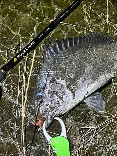 キビレの釣果