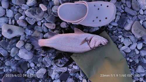 セイゴ(ヒラスズキ)の釣果