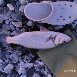 セイゴ(ヒラスズキ)