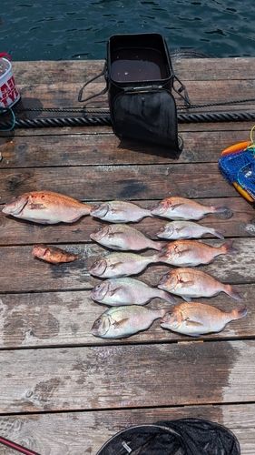 マダイの釣果