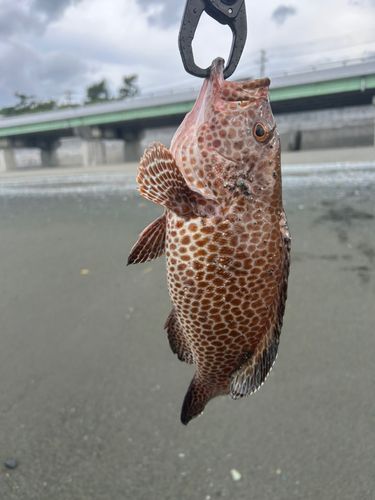 オオモンハタの釣果