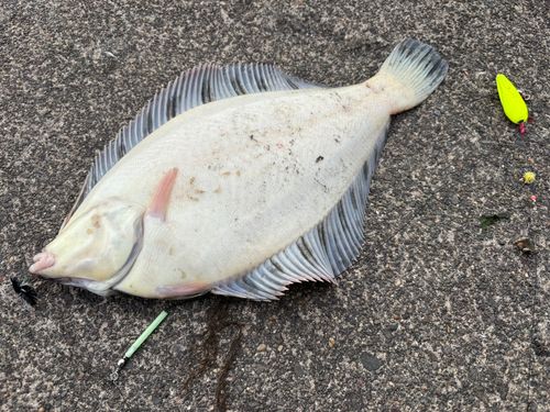 クロガシラガレイの釣果