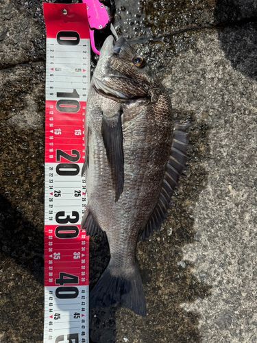 チヌの釣果