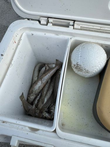 キスの釣果