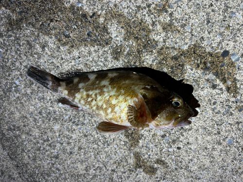 カサゴの釣果