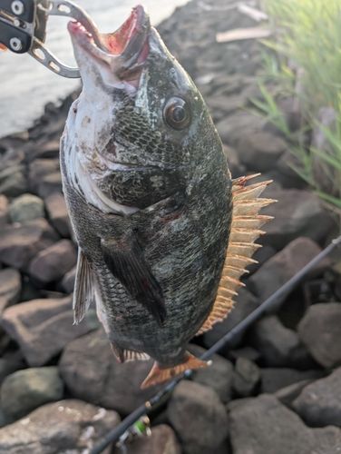 チヌの釣果