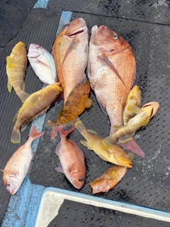 マダイの釣果