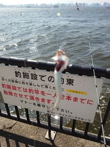 カタクチイワシの釣果