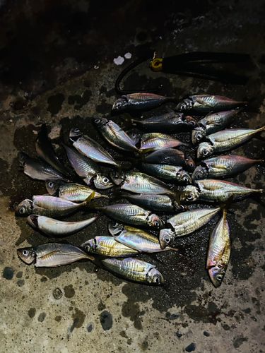 アジの釣果