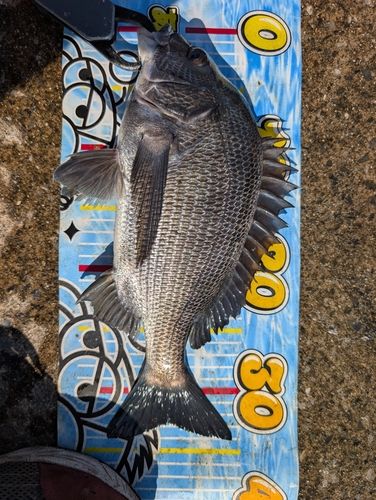 クロダイの釣果