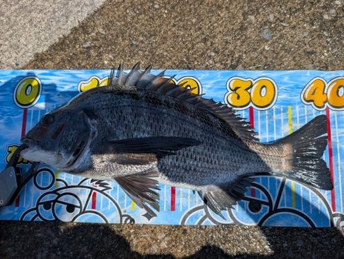 クロダイの釣果