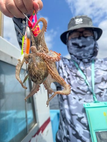 マダコの釣果