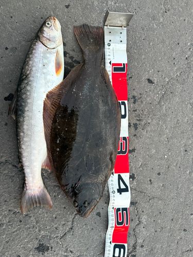 ヒラメの釣果