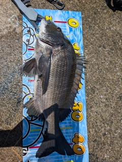 クロダイの釣果