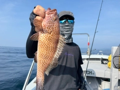 オオモンハタの釣果