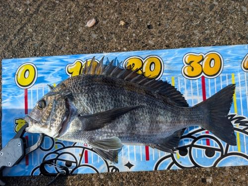 クロダイの釣果