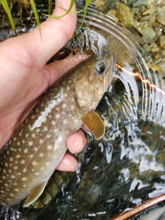 ヤマメの釣果