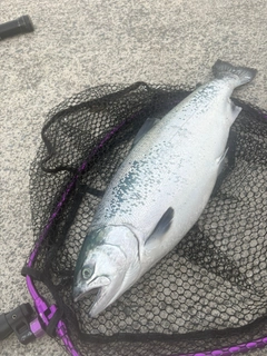 ギンザケの釣果
