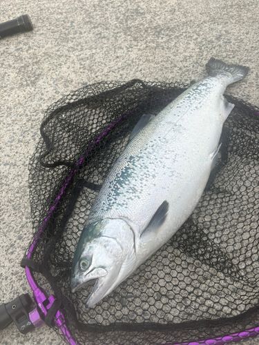 ギンザケの釣果