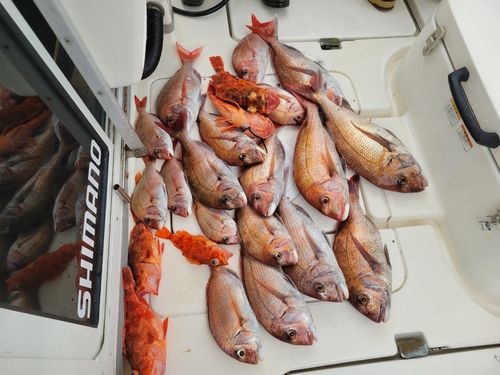マダイの釣果