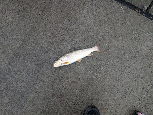 アメマスの釣果