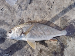 イシモチの釣果