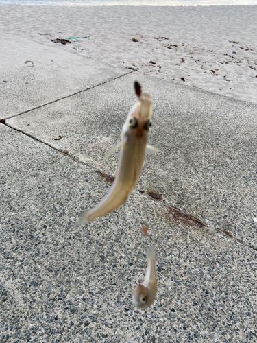 キスの釣果