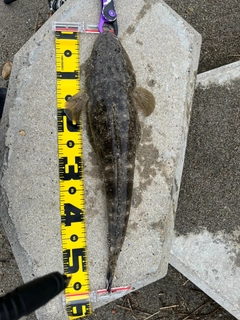 マゴチの釣果