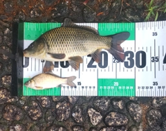 コイの釣果