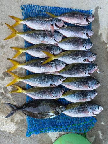 ウメイロの釣果