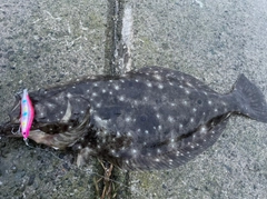 ヒラメの釣果
