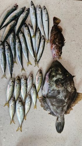 カワハギの釣果