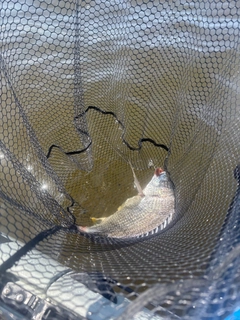 キビレの釣果