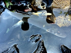 アユの釣果