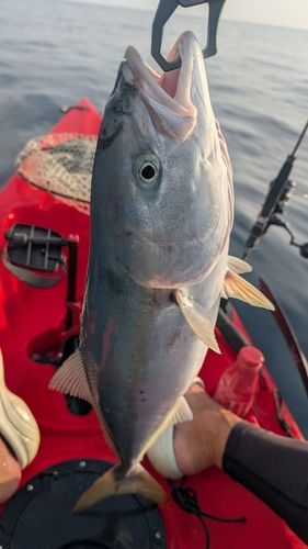 メジロの釣果