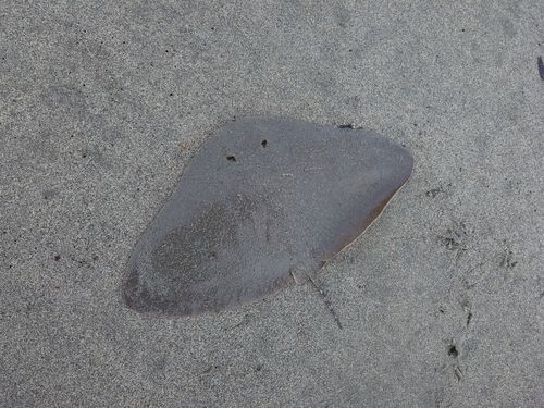 ツバクロエイの釣果