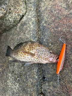 オオモンハタの釣果