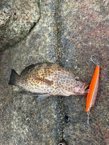 オオモンハタの釣果