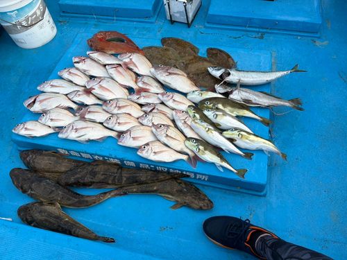 マダイの釣果