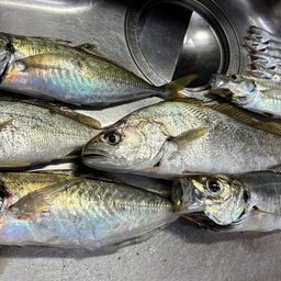 アジ
