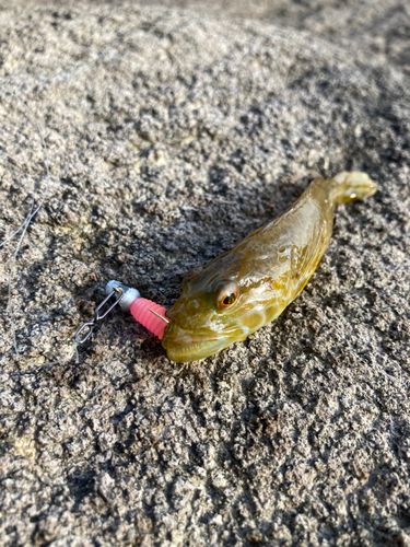 アナハゼの釣果