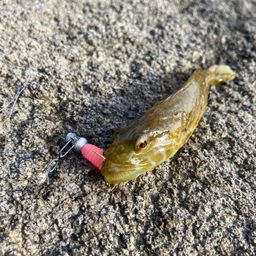 アナハゼ
