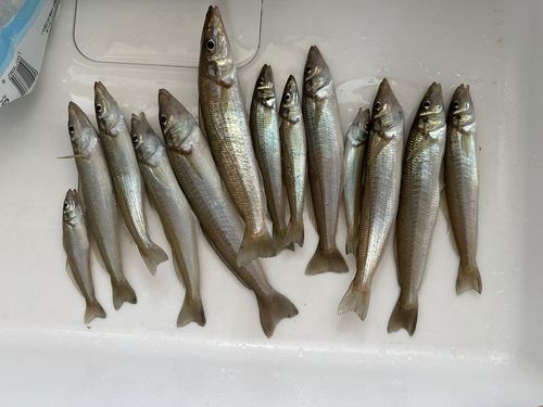 キスの釣果