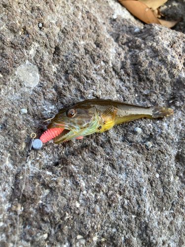 アナハゼの釣果