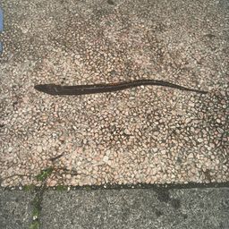 アナゴ