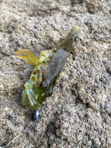 アナハゼの釣果