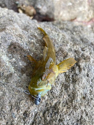 アナハゼの釣果