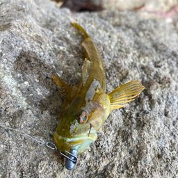 アナハゼ